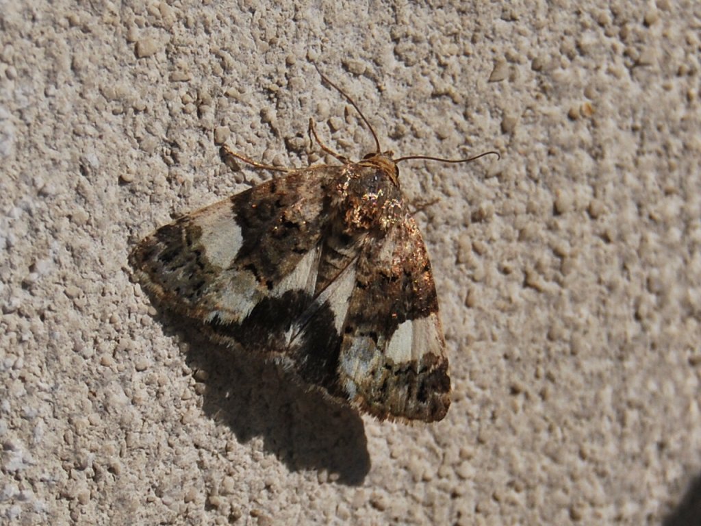 Geomatridae?