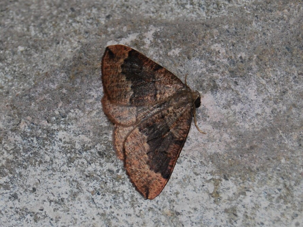 Geometridae 1 - Pungeleria capreolaria