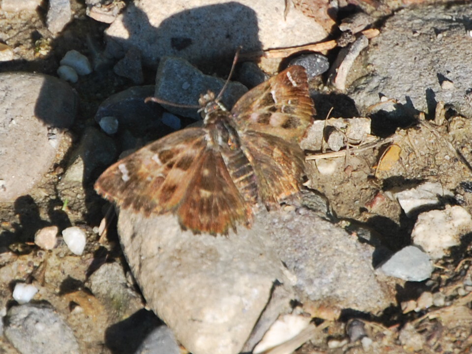 Hesperidae