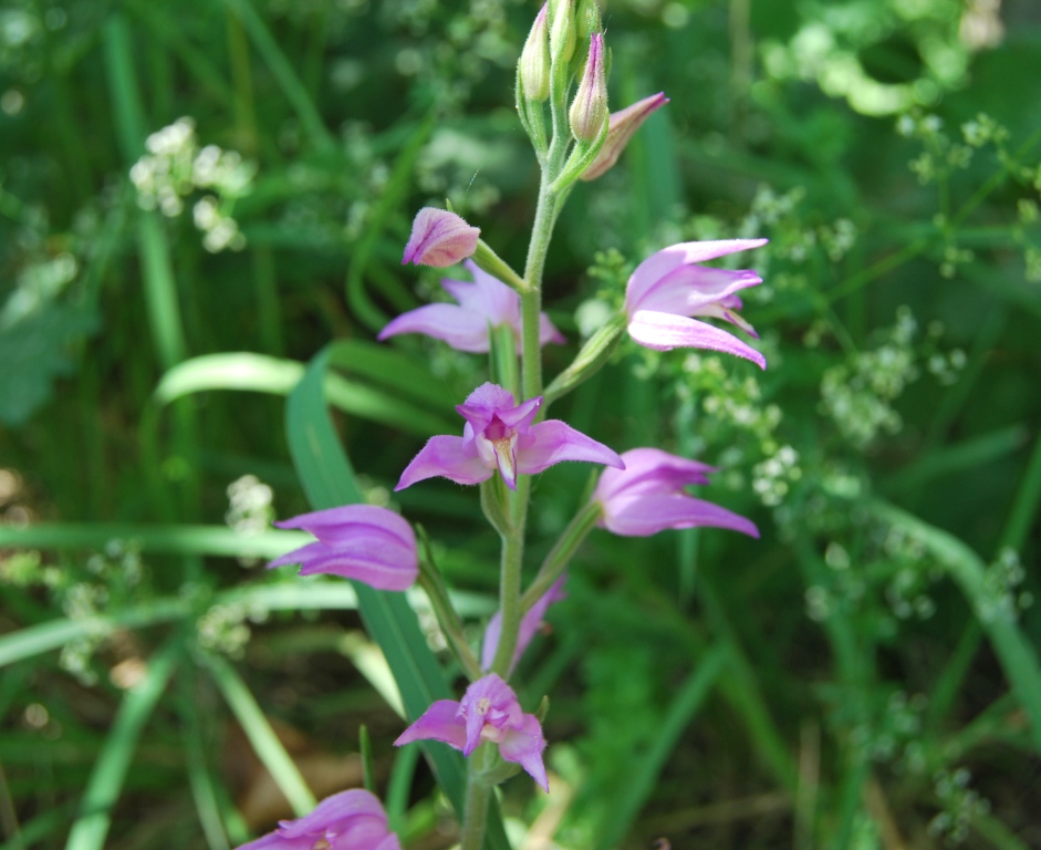 Cephalanthera rubra / Cefalantera rossa