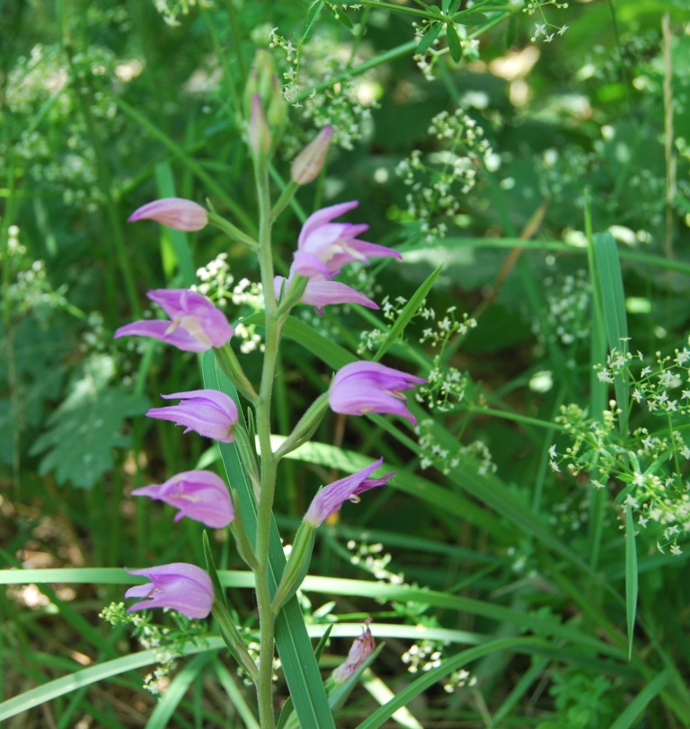 Cephalanthera rubra / Cefalantera rossa