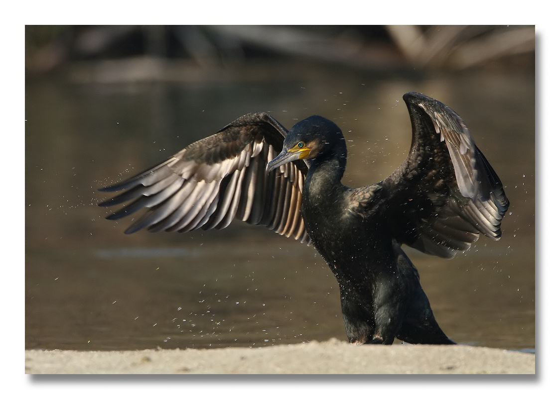 Cormorano - Phalacrocorax carbo