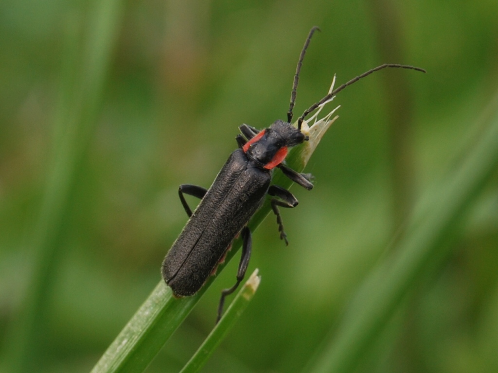 Cantharis obscura o Cantharis paradoxa
