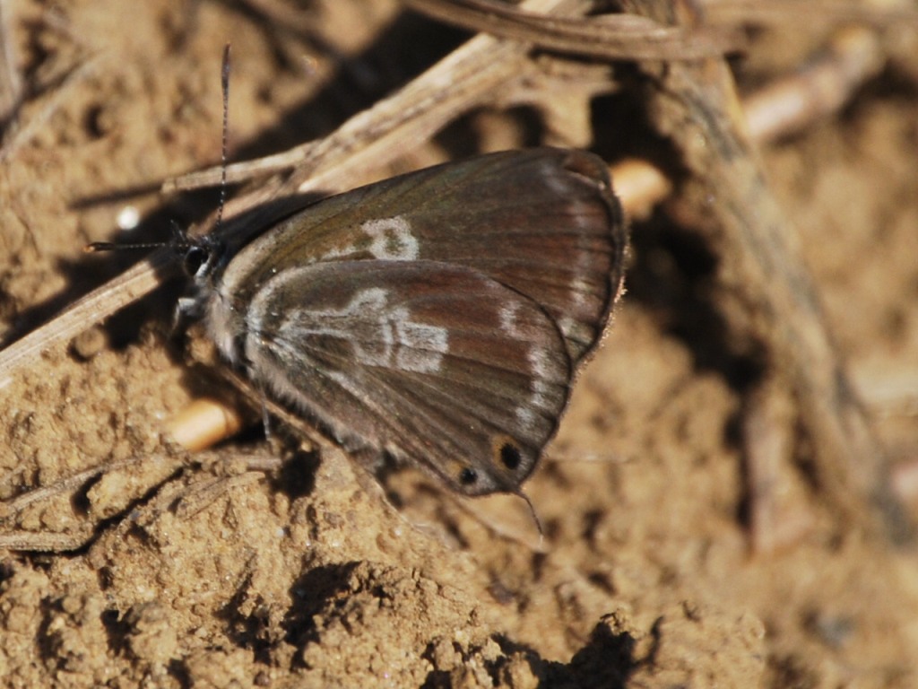 Leptotes pirithous anomalo?