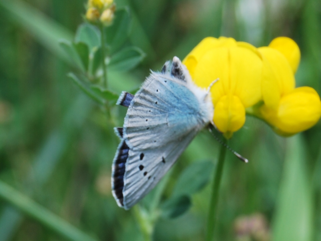 Lycenidae da id