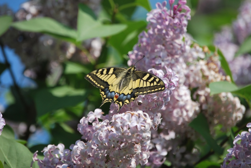 Papilio Machaon, the Queen