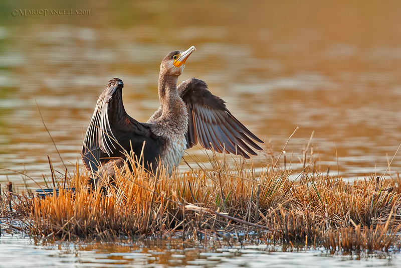 Cormorano - Phalacrocorax carbo