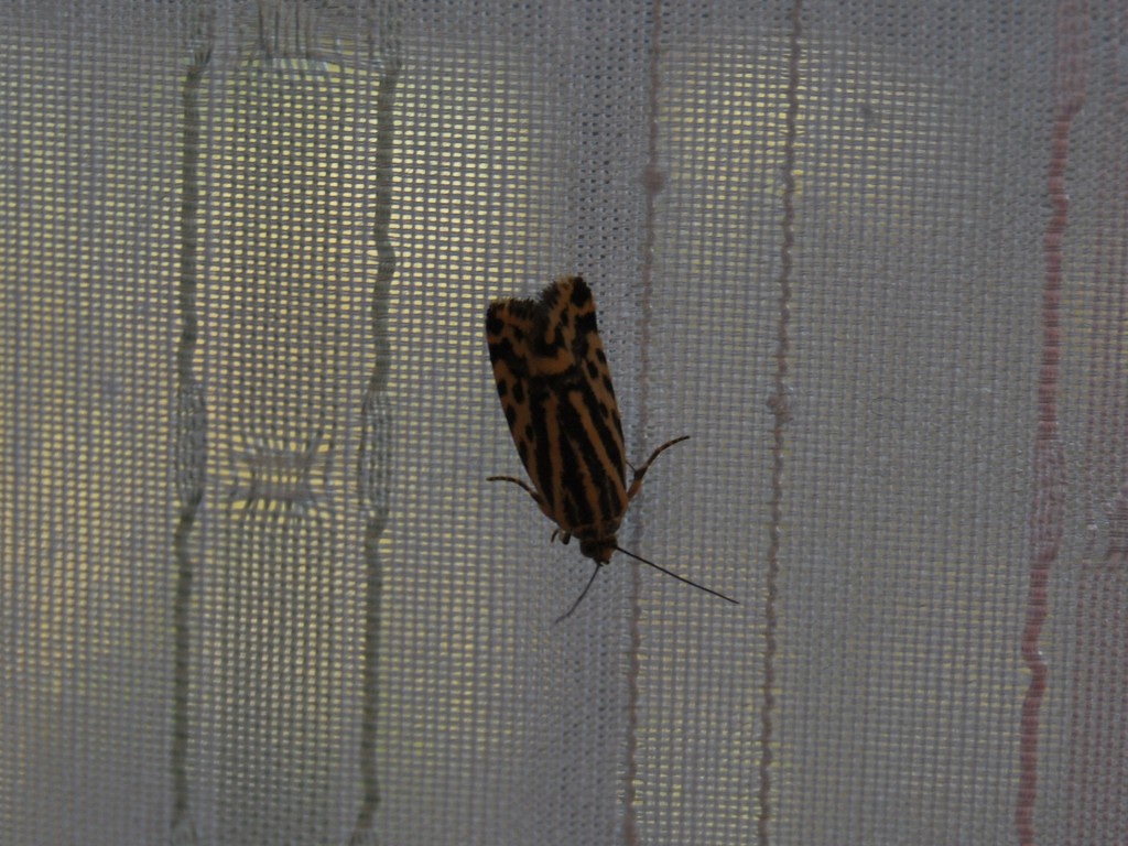 Microlepidottero