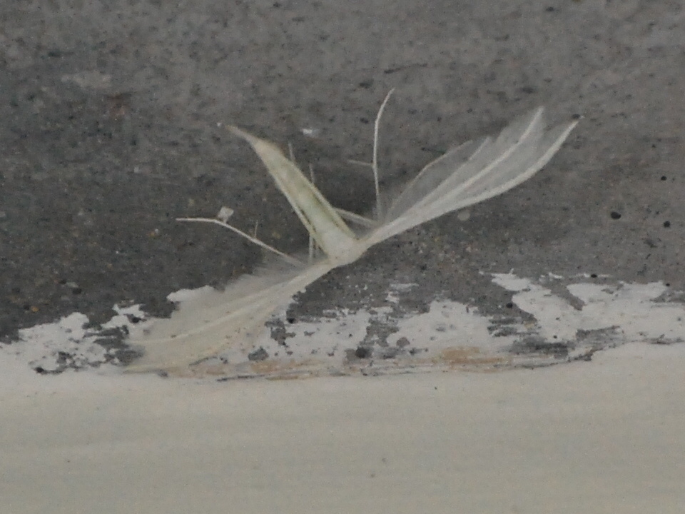 Pentadactyla?