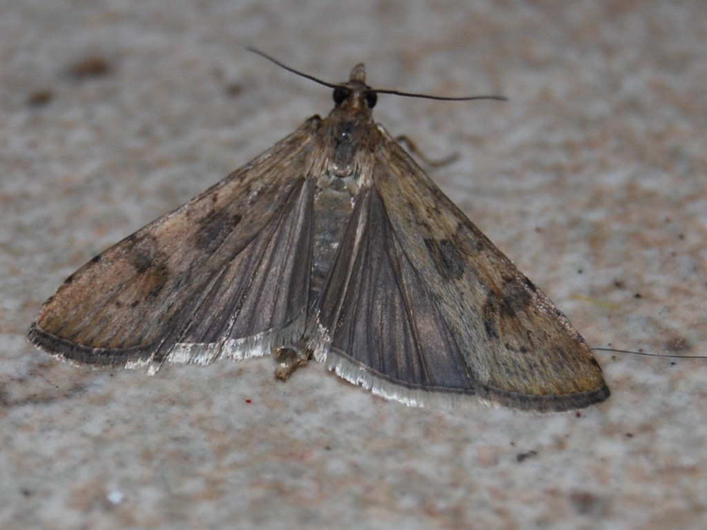 Pyralidae 1