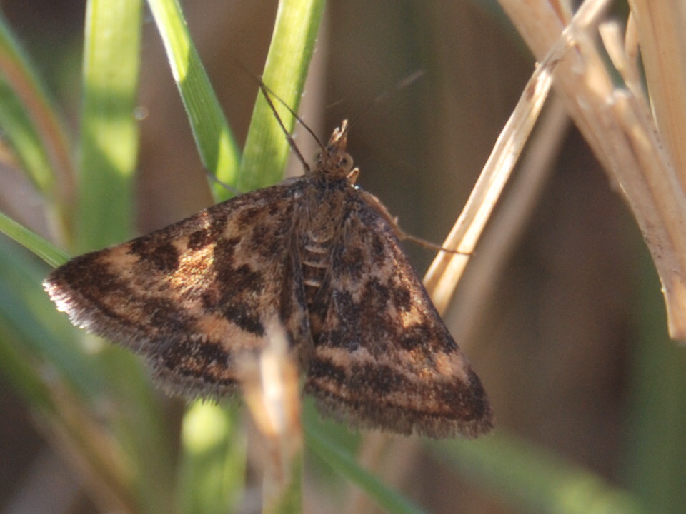 Pyralidae?