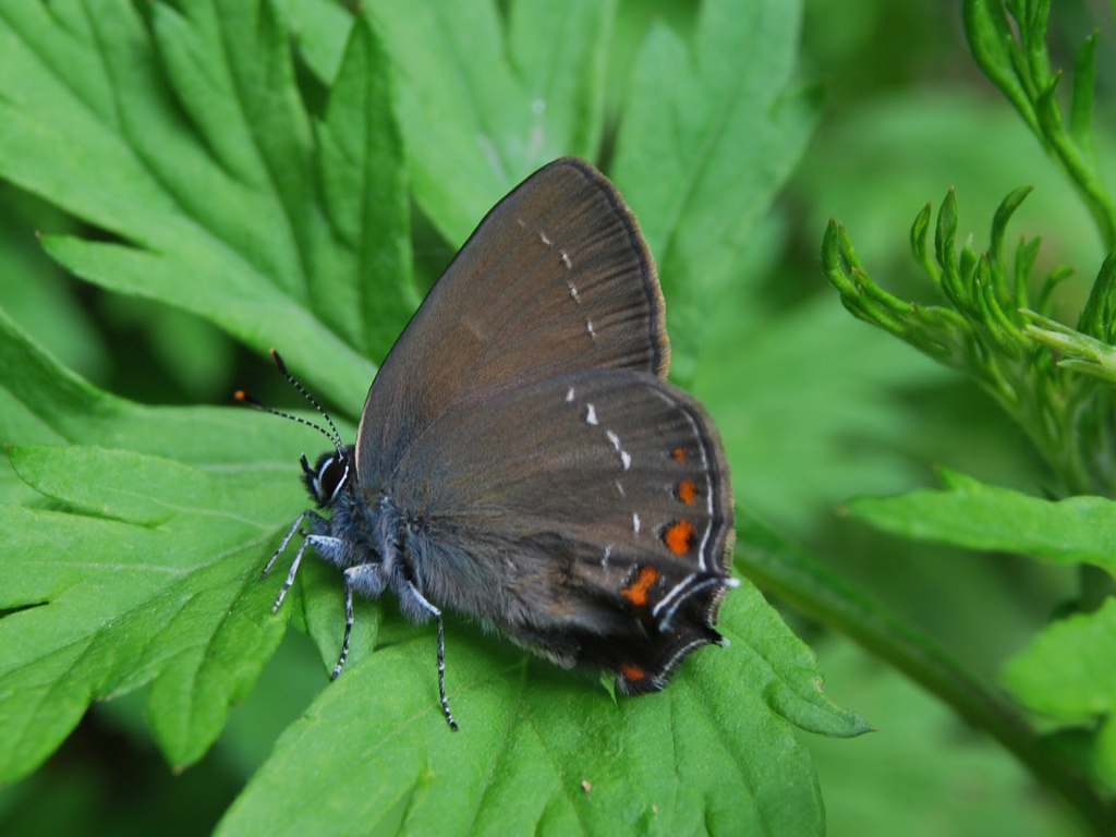 Quale Satyrium?