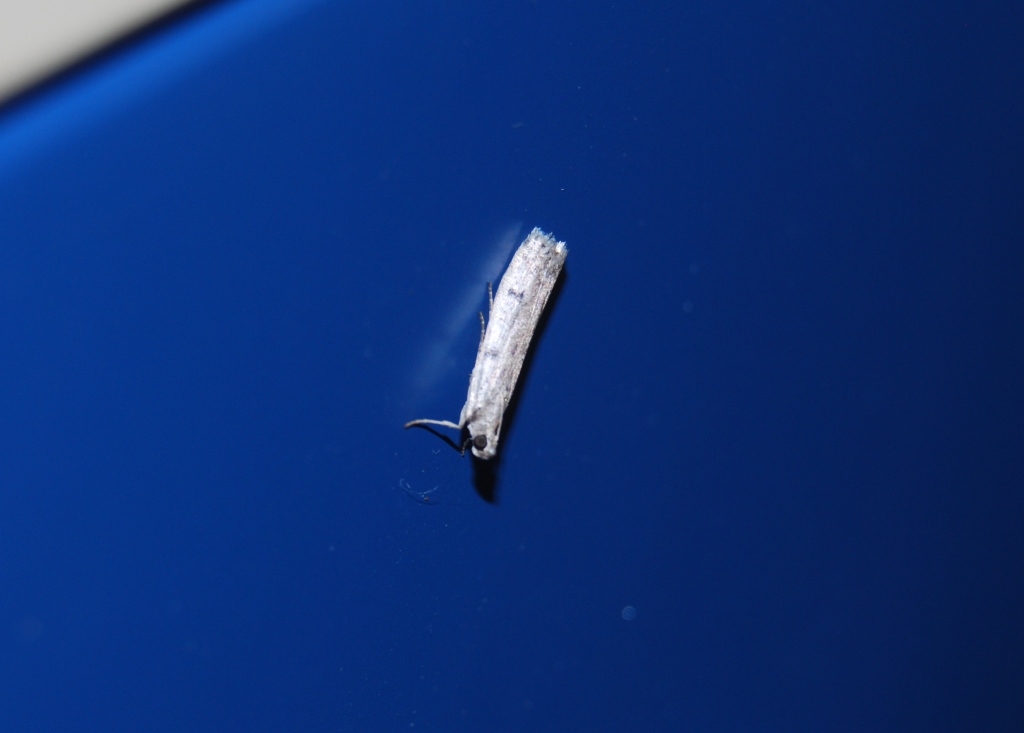 micro id
