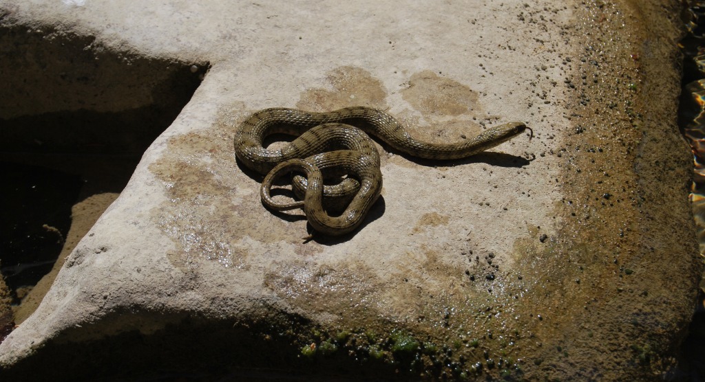 Natrice tessellata