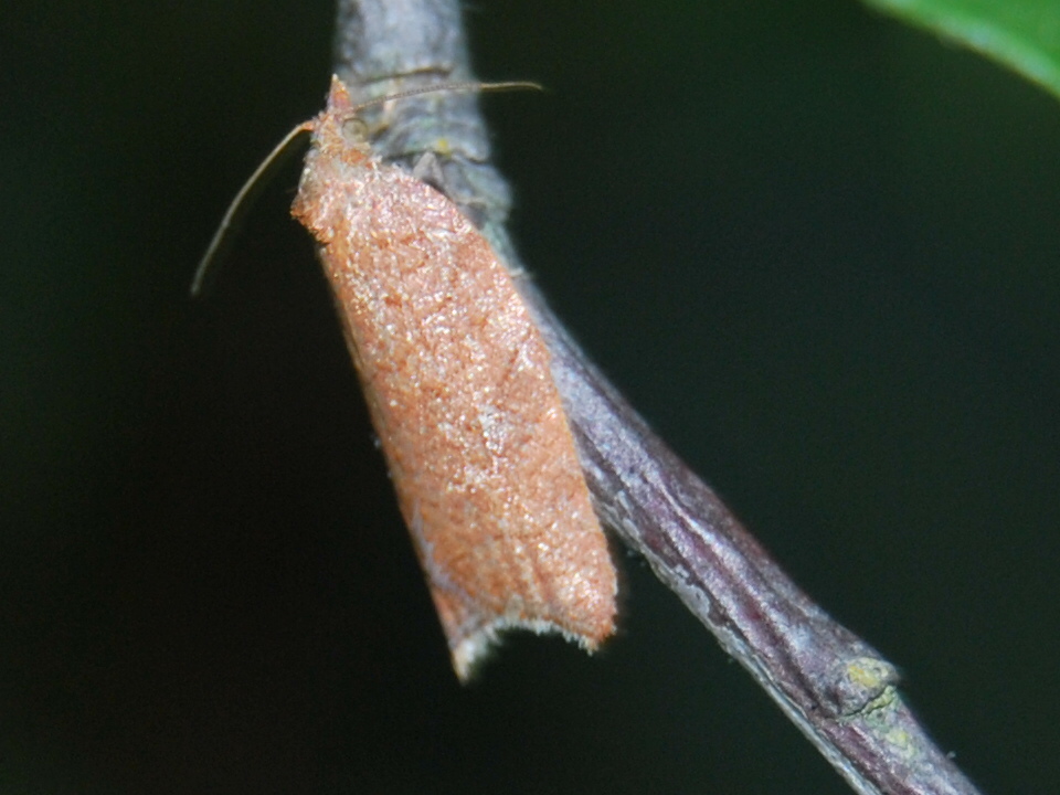 Tortricidae?