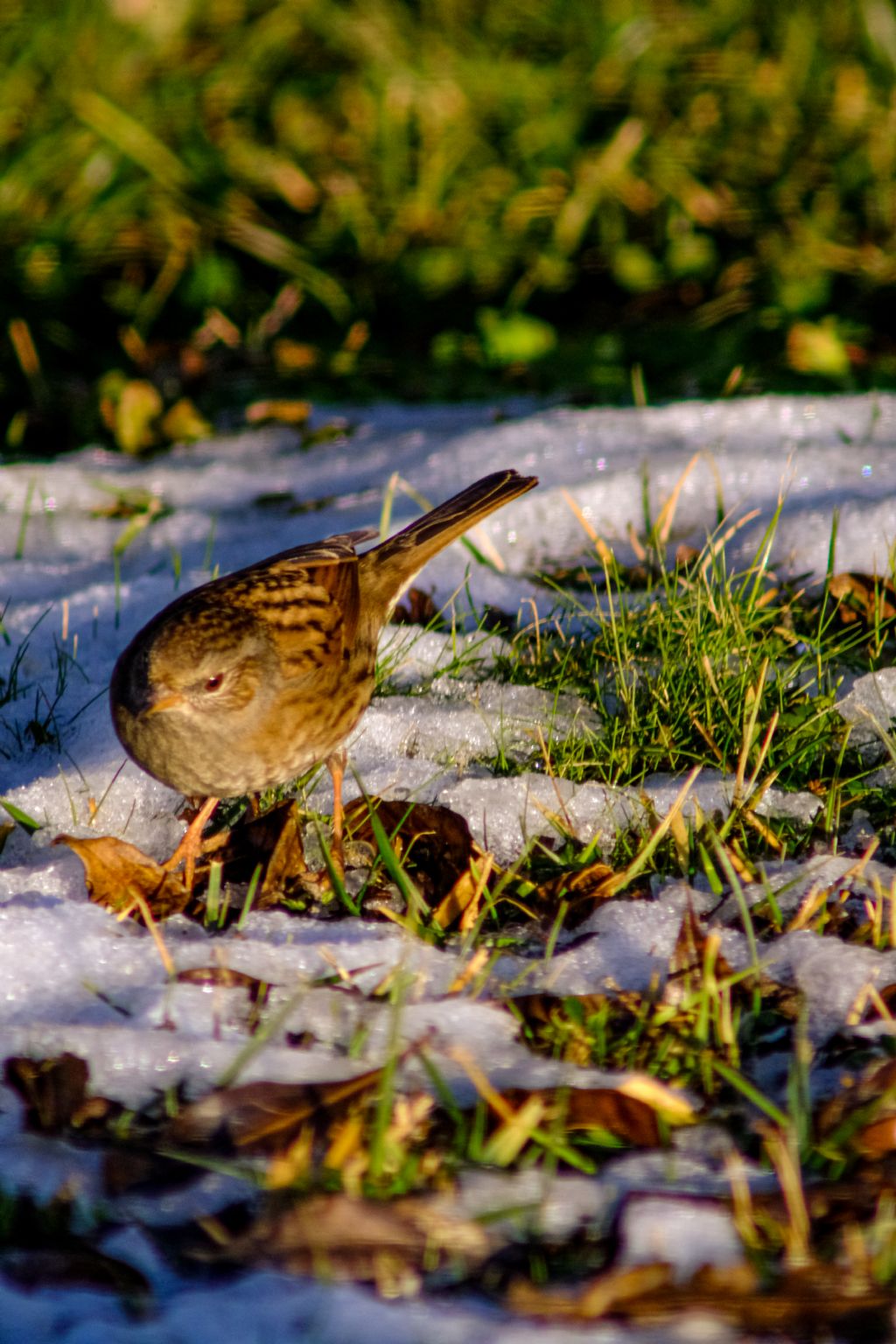 Passera Scopaiola?  S�