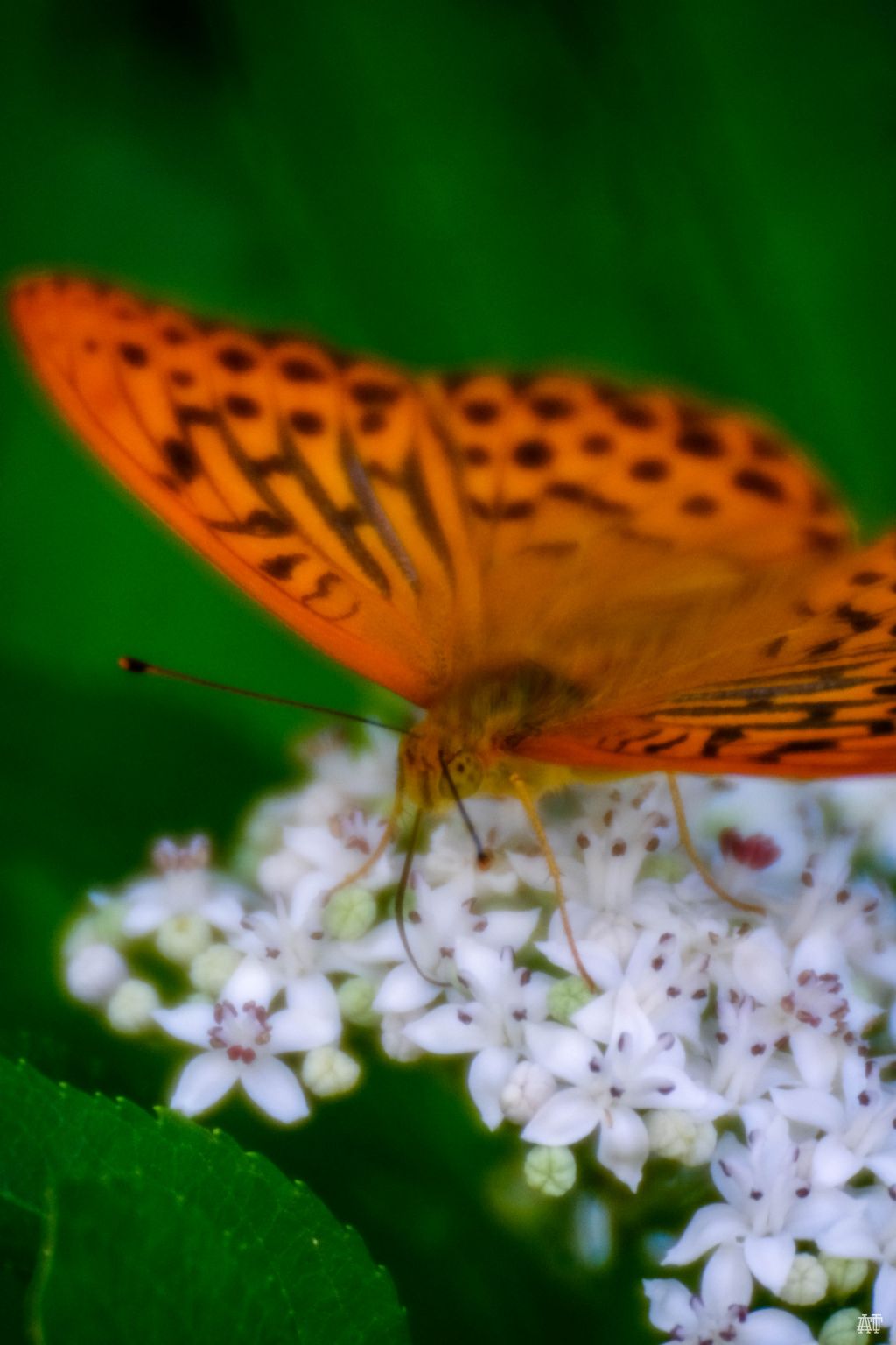 Argynnis paphia