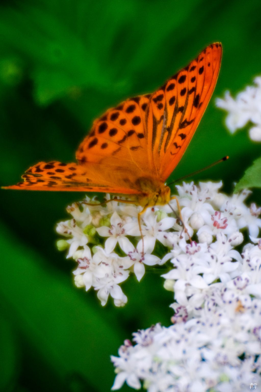 Argynnis paphia