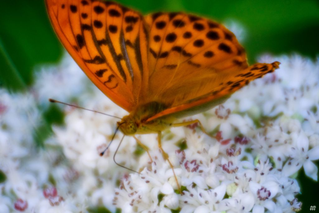 Argynnis paphia