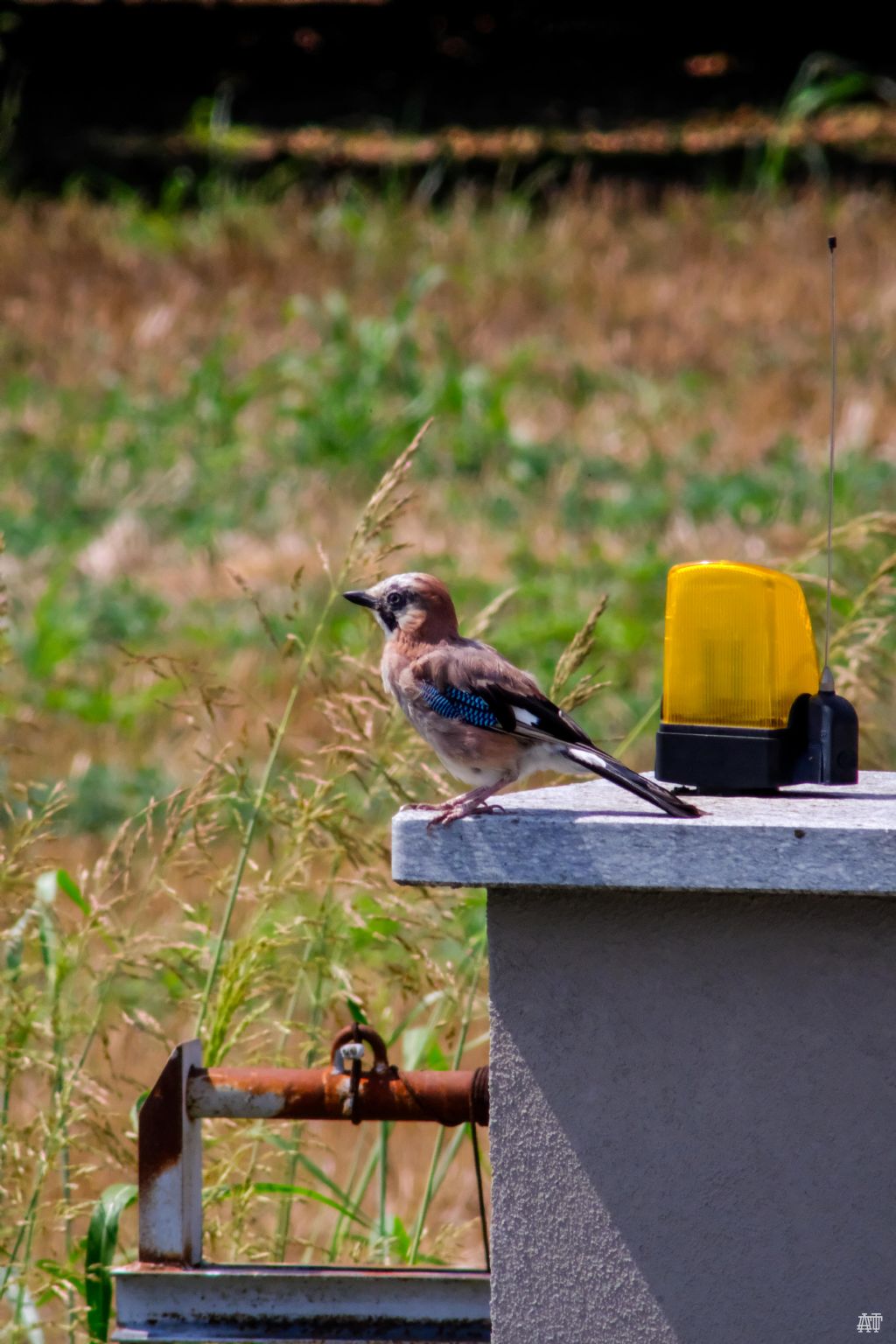 ghiandaia - giovane?