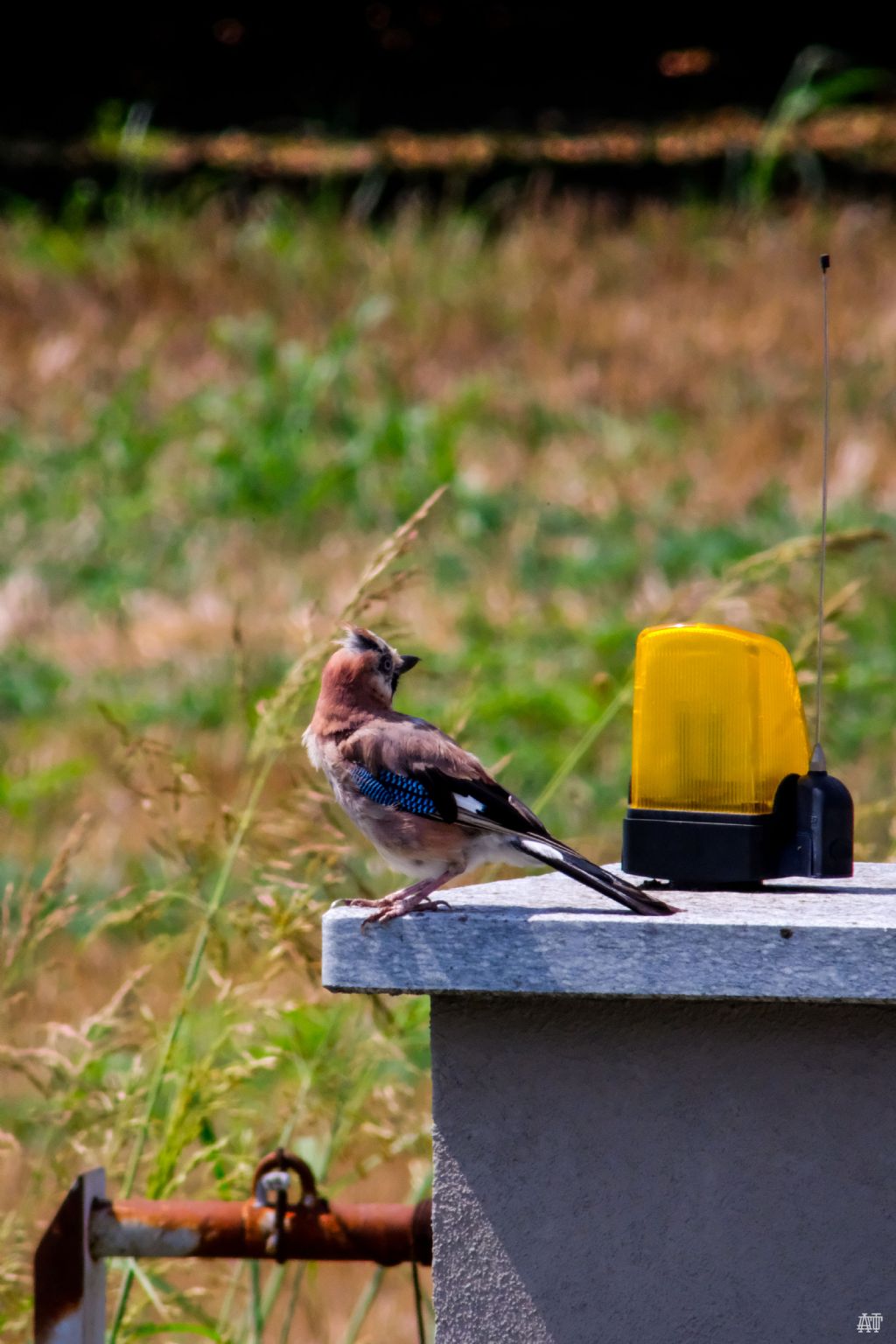 ghiandaia - giovane?