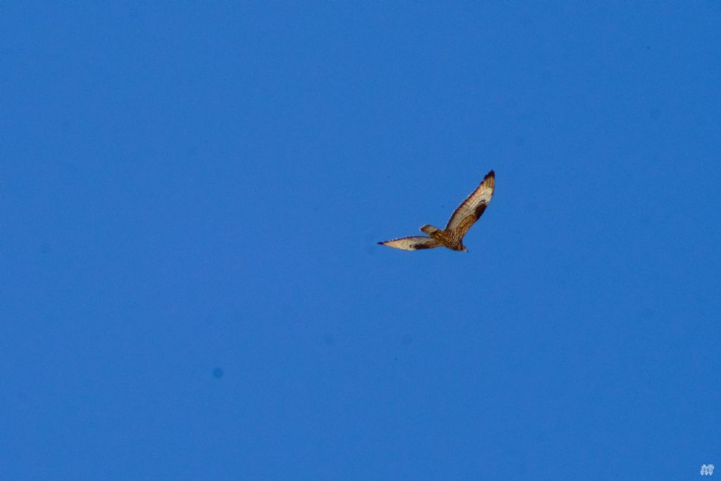 Poiana?  No, Falco Pecchiaiolo, giovane