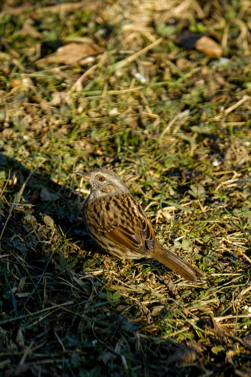 passera scopaiola