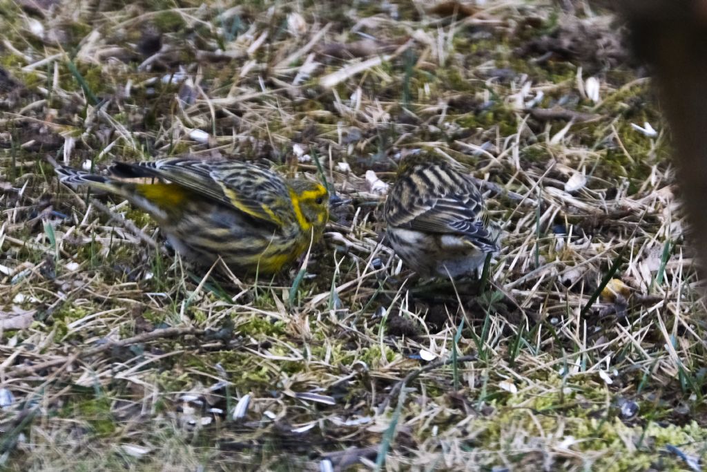 Verzellino o Lucherino?   Verzellino