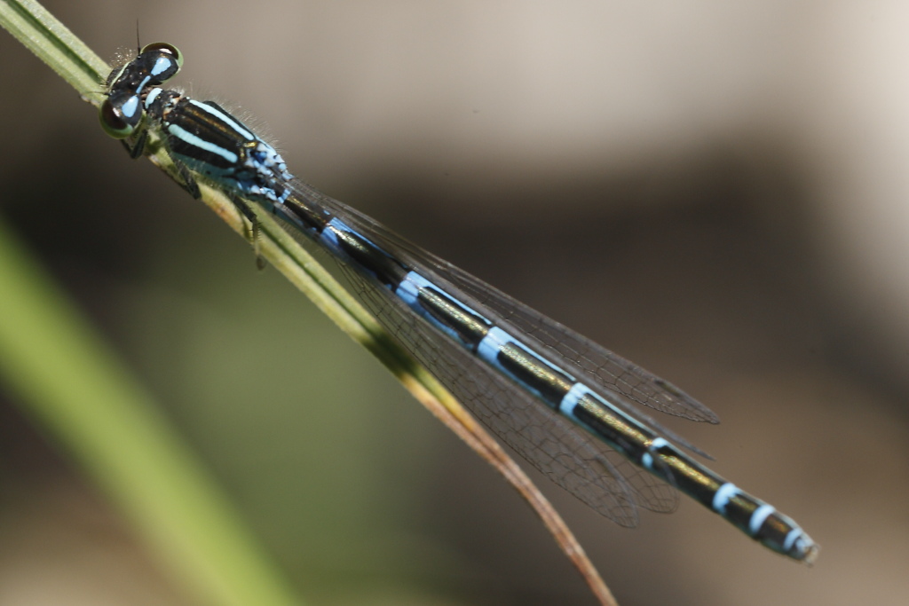 Coenagrion scitulum