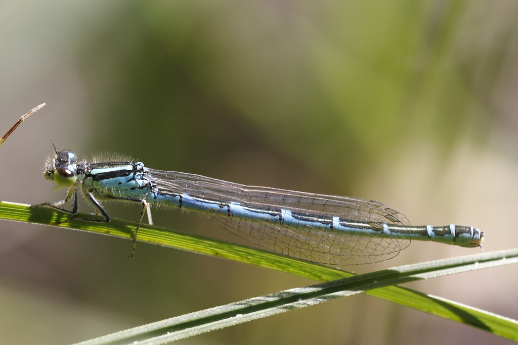 Coenagrion scitulum