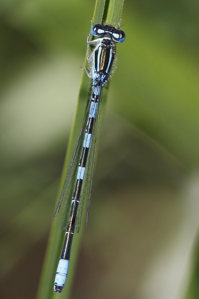 Coenagrion scitulum