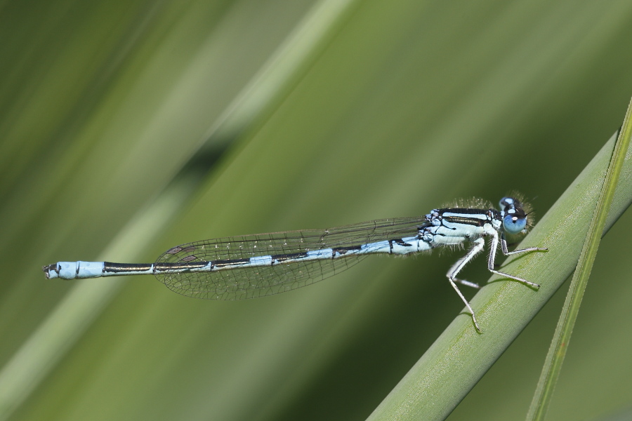 Coenagrion scitulum