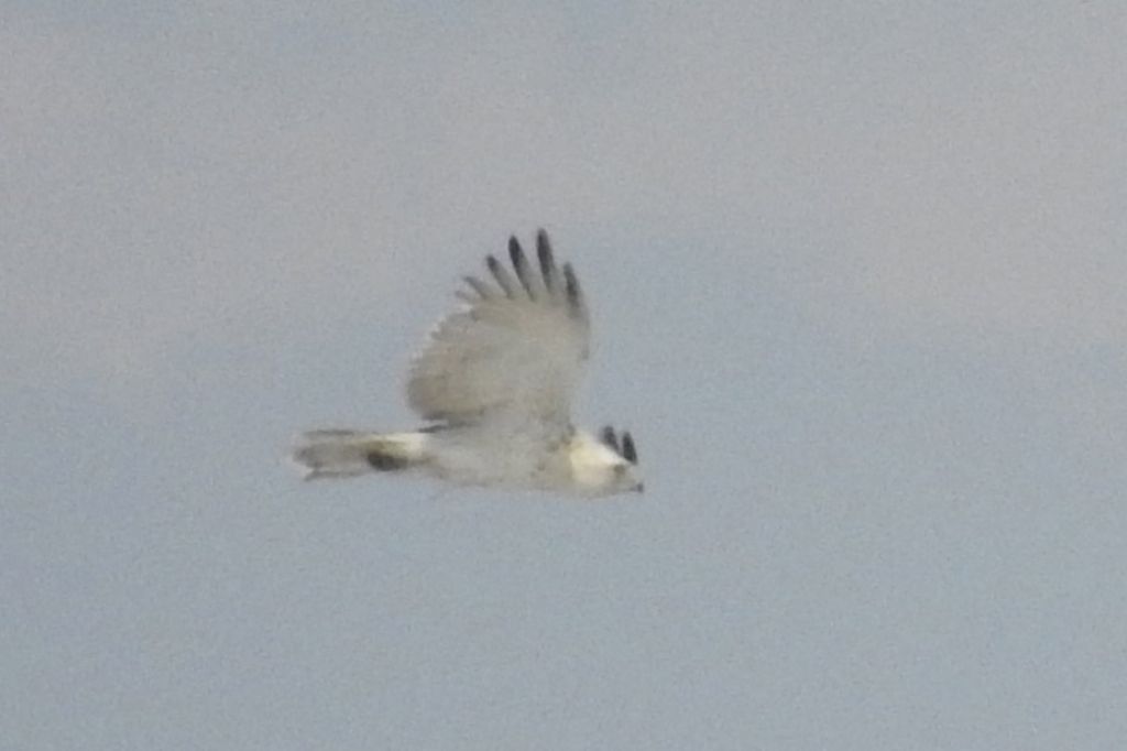 richiesta identificazione:  Biancone (Circaetus gallicus)