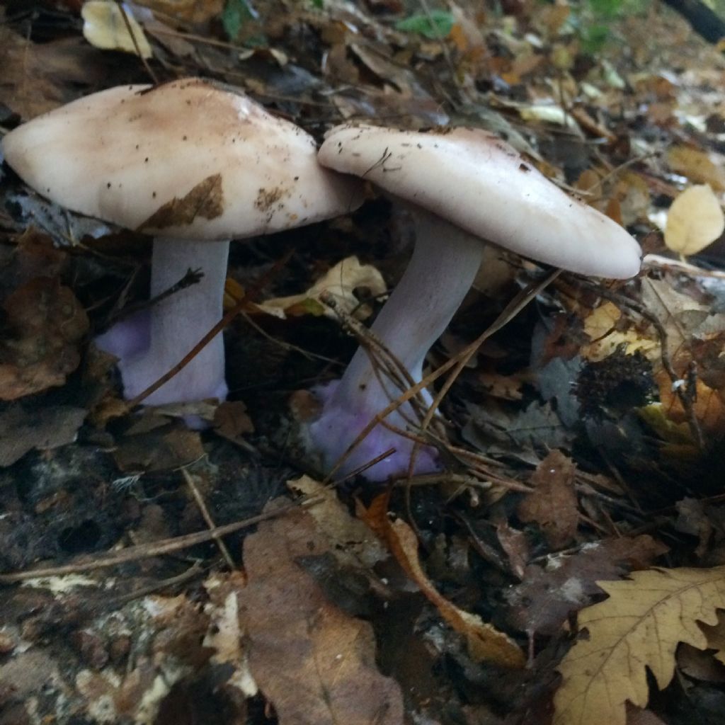 Funghi gambi viola