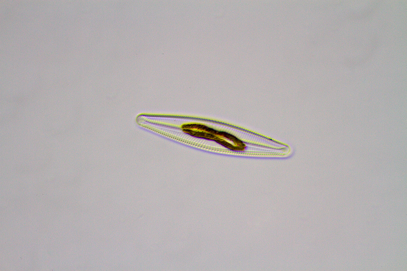 Un p di diatomee