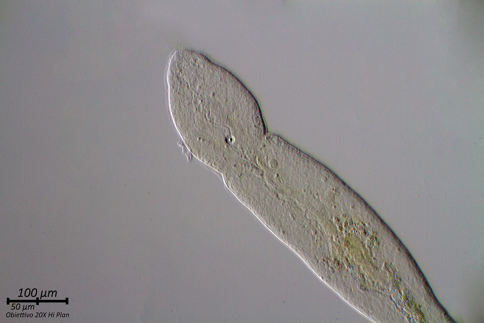 Nematode?
