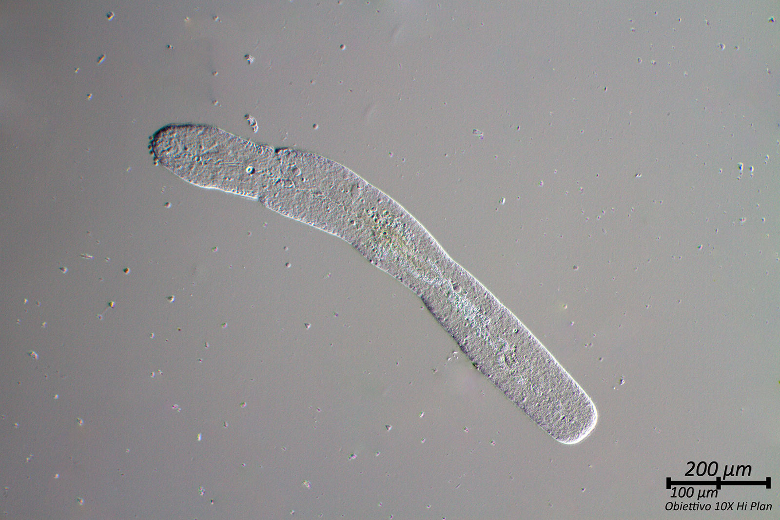 Nematode?