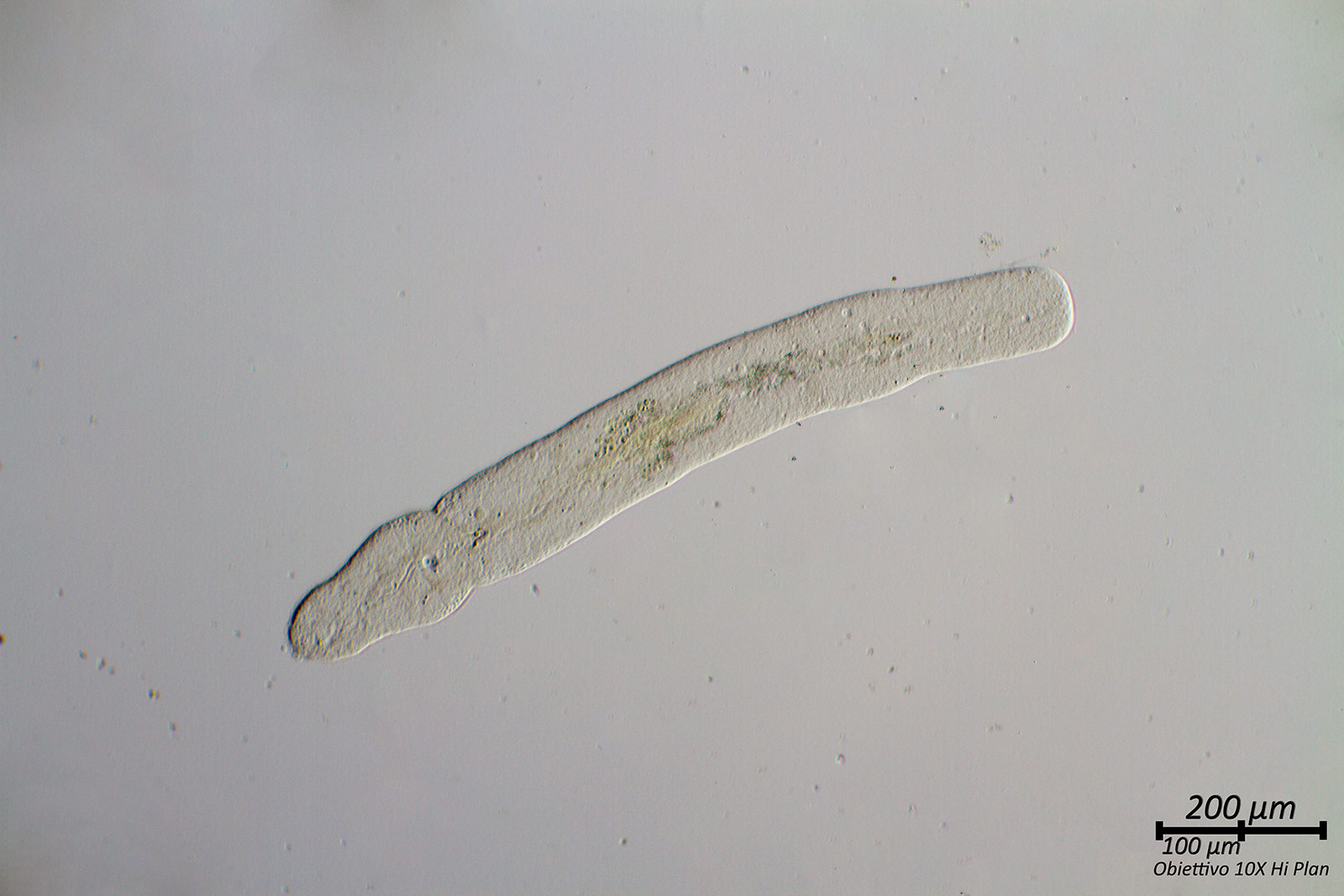 Nematode?