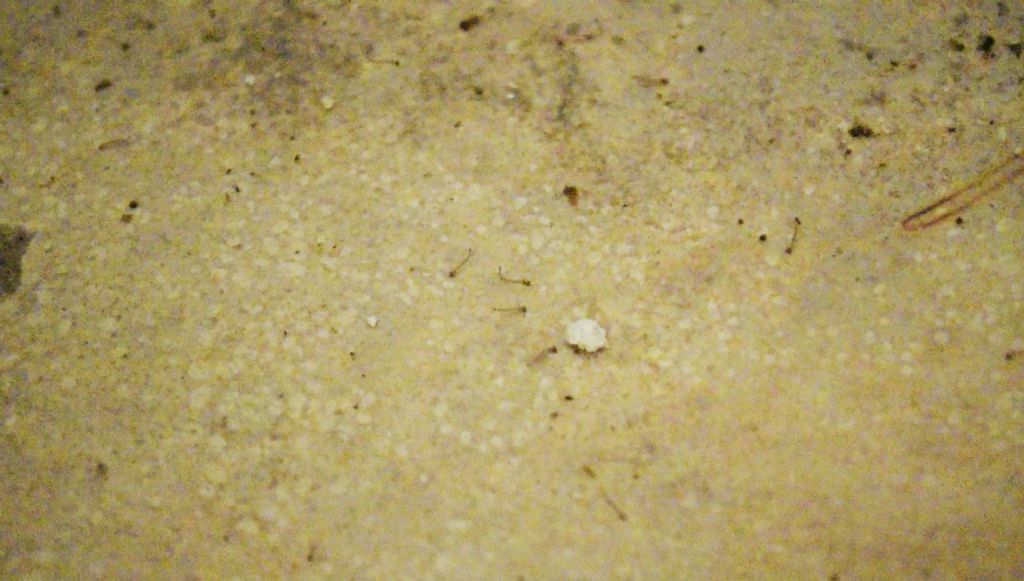 in acquasantiera a Matera:  larve di zanzara?