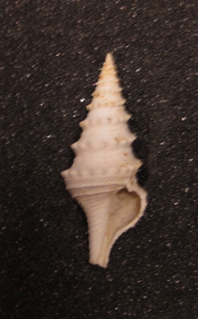 fauglia 3