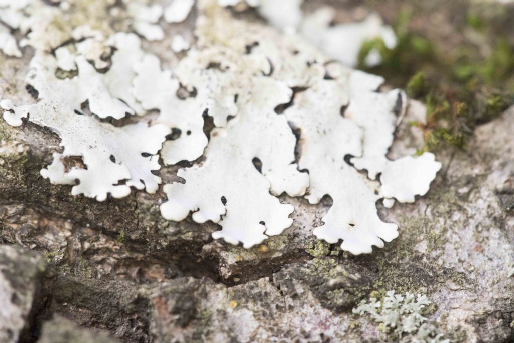 Parmelina tiliacea