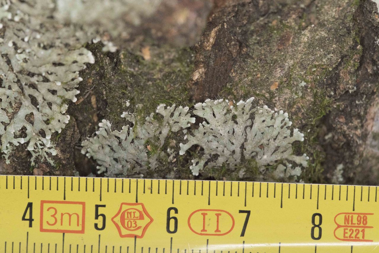 Phaeophyscia?