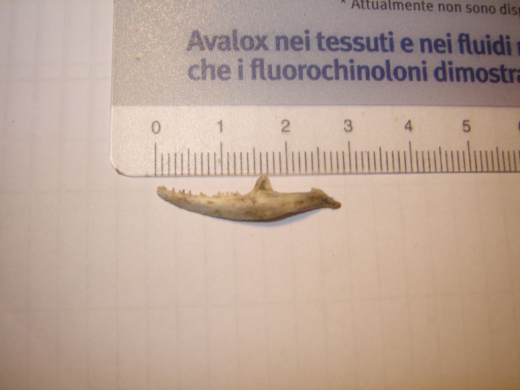 Mandibola? di chi?