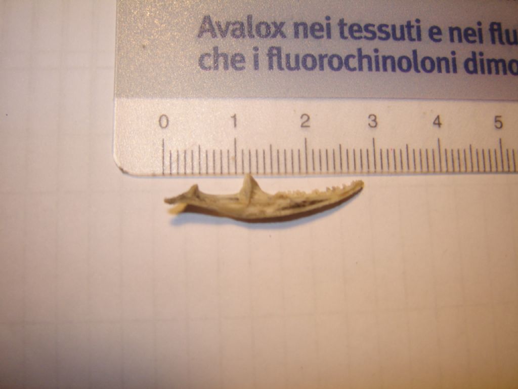 Mandibola? di chi?