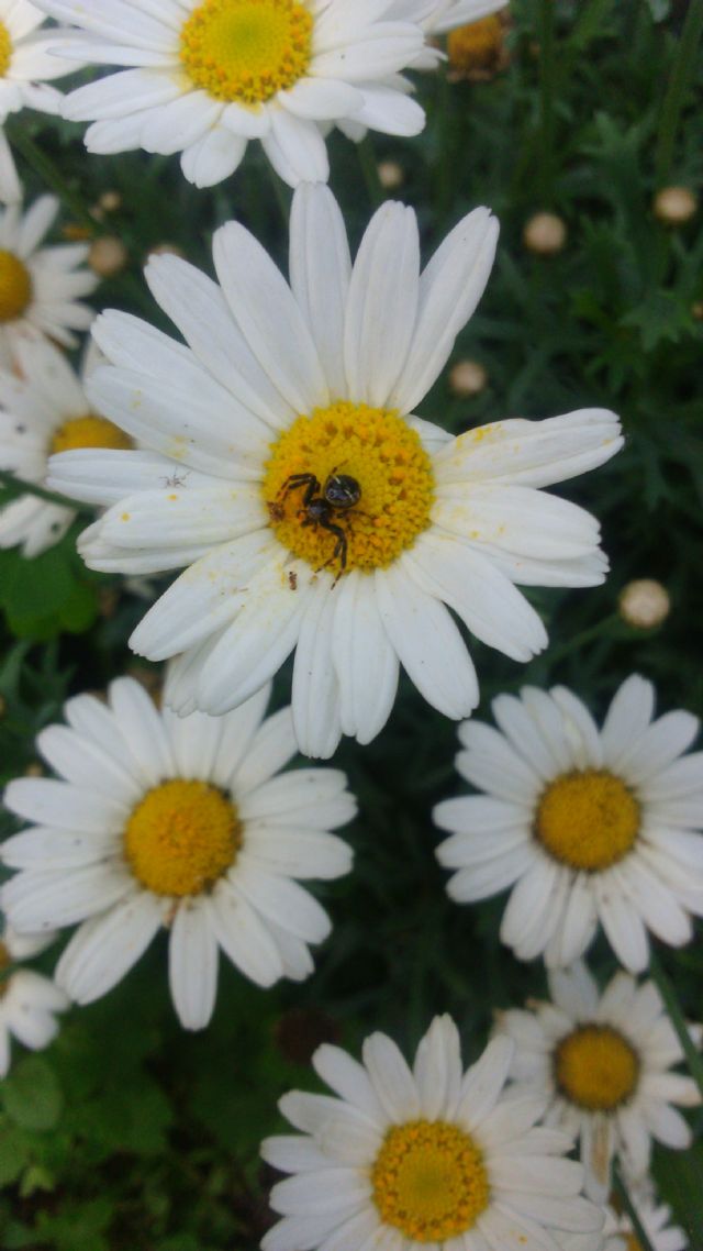 Synema globosum, maschio - Roma