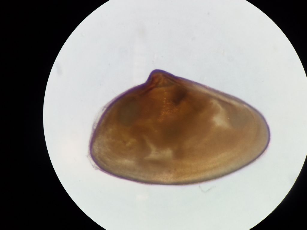 Donacilla and Tellina juv