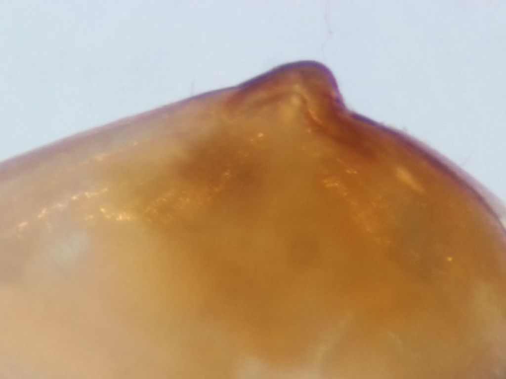 Donacilla and Tellina juv