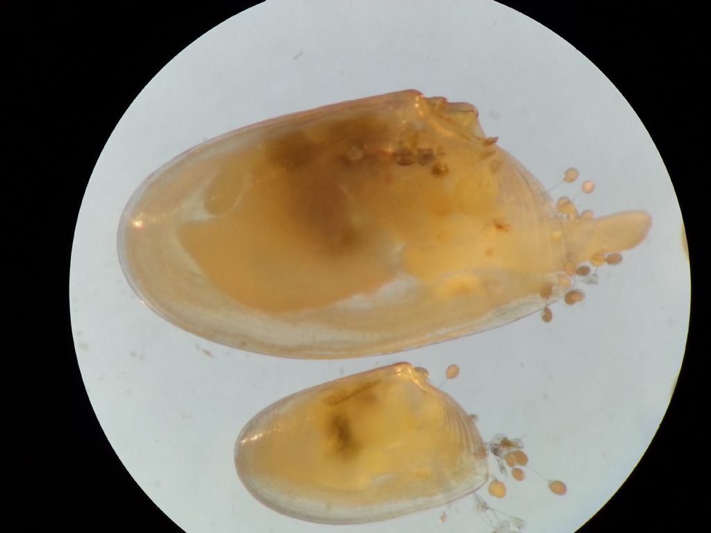 Donacilla and Tellina juv