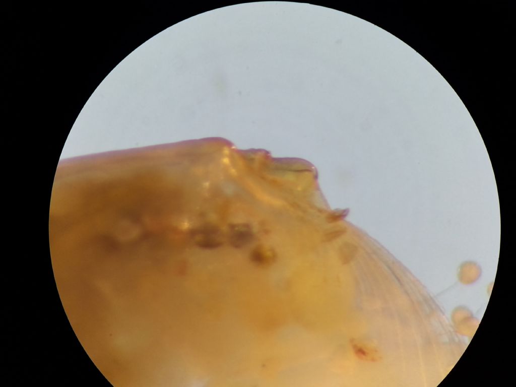 Donacilla and Tellina juv