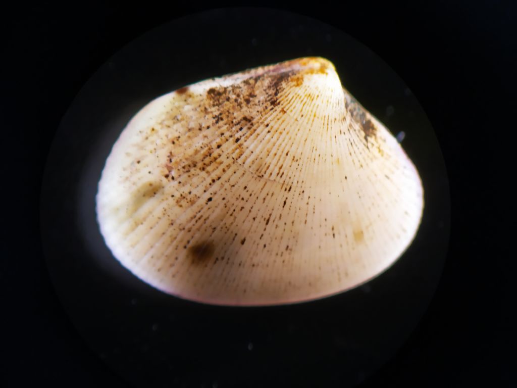 Mollusc from Rotterdam